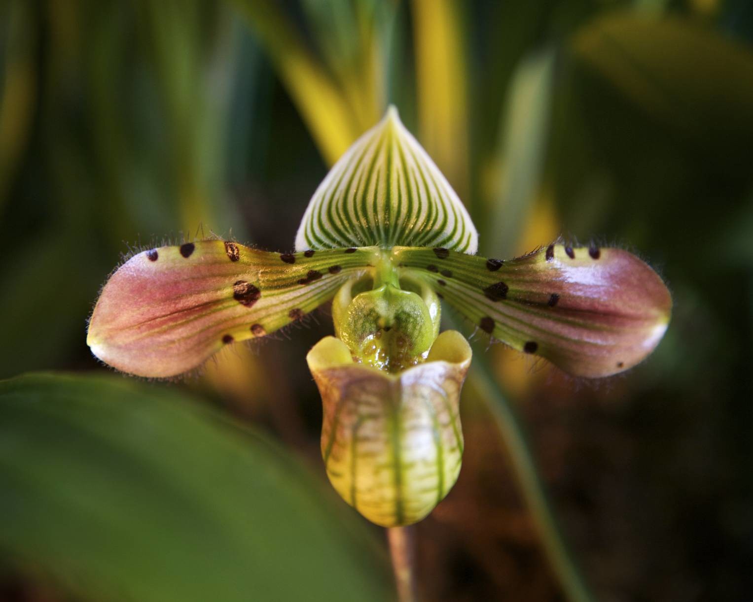 Paphiopedilum venustum bloom