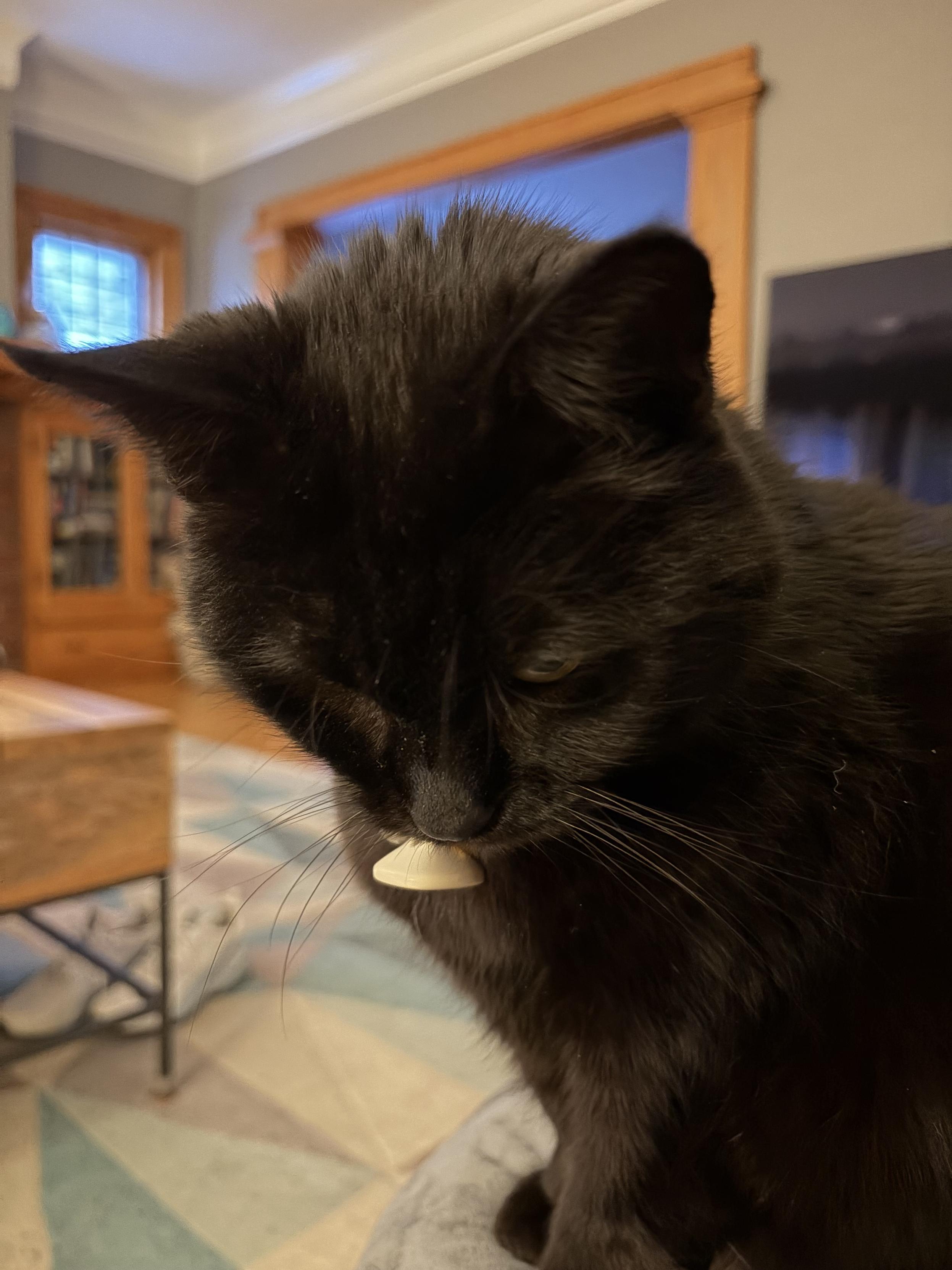 A small black cat staring at something below the camera. She is very silky and shiny looking and her ears are forward like a kitten.