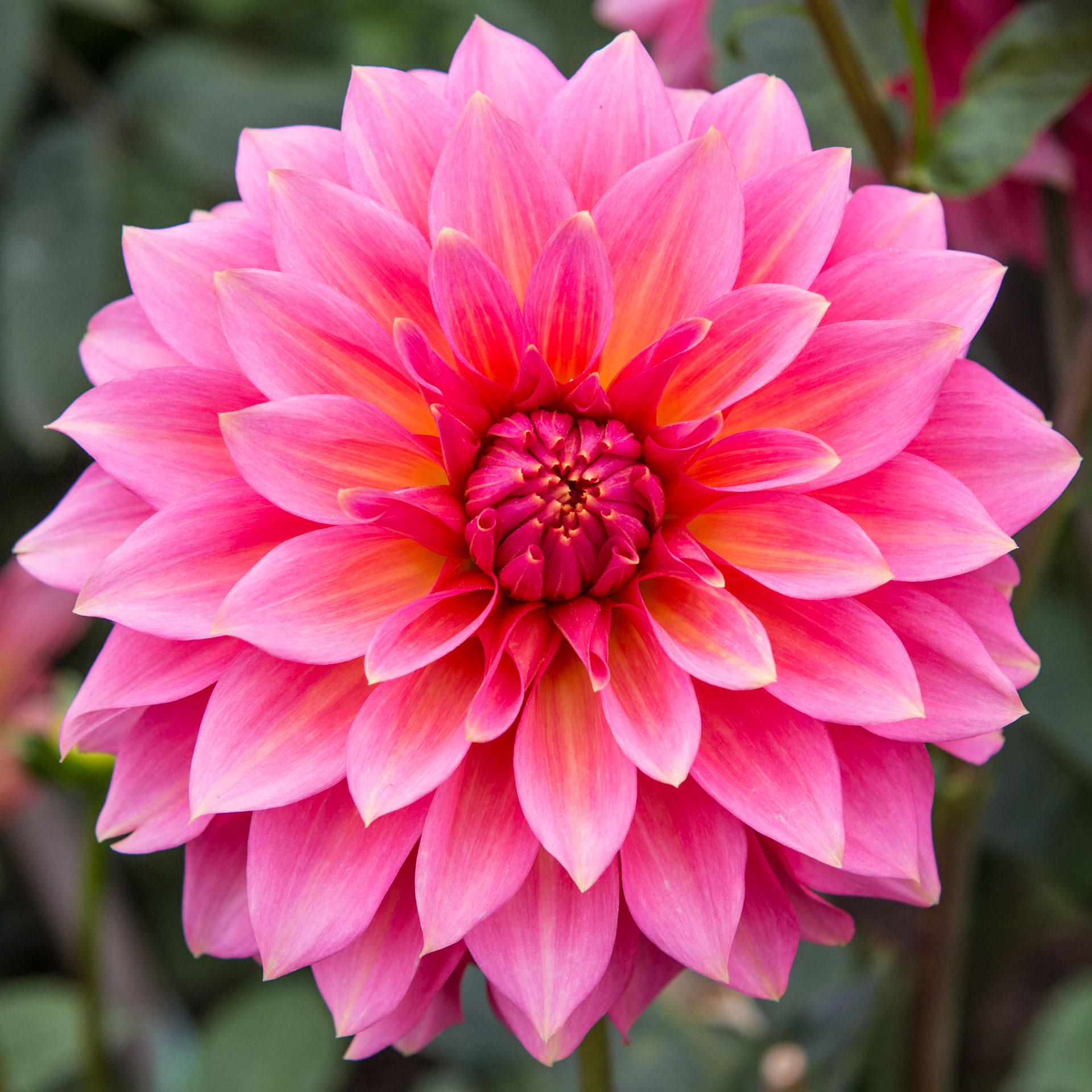 A close-up (macro) of a large dahlia blossom fills the square frame. It has at least six layers of petals rotationally offset. The petals are pink with streaks of yellow and orange with spots of bright yellow at the very tips. There is a tight bundle of smaller unopened petals at the center. The background is out-of-focus greenery with hints of other blooms.