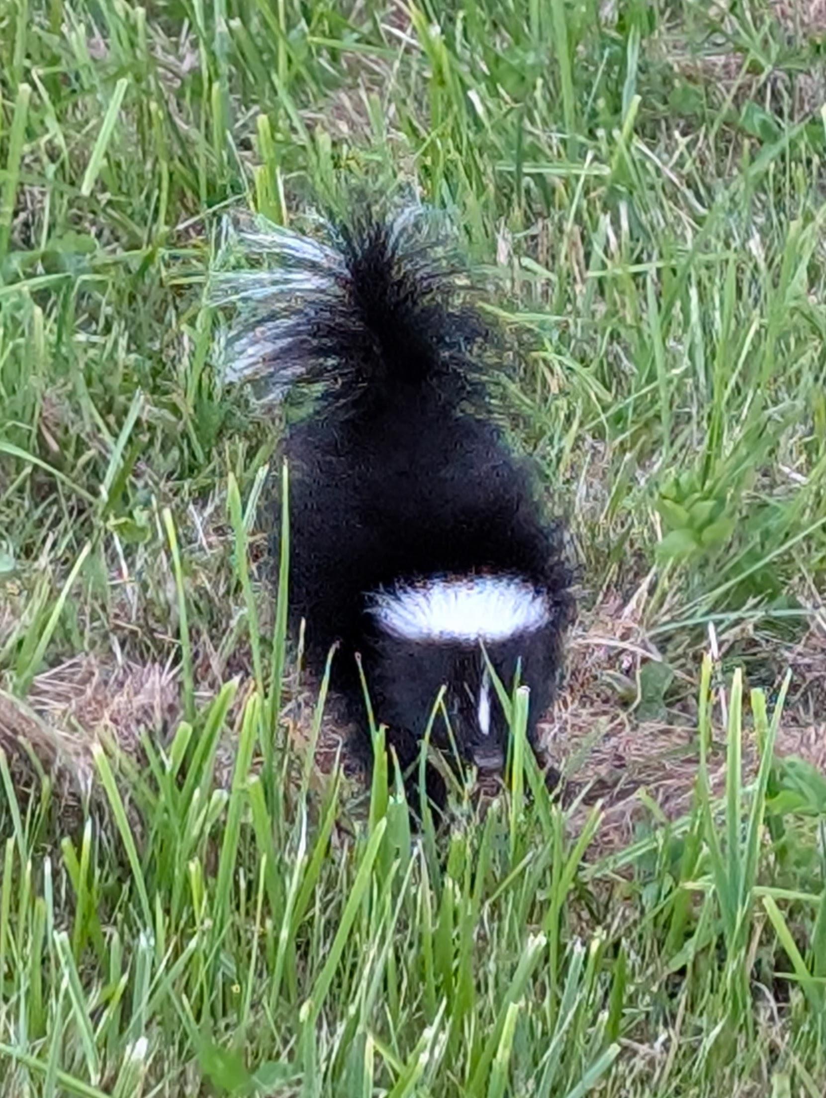 a tiny black and white skunk with an absurdly fluffy tail and white head marking is making a tail-up defensive  challenge at me from scrubby grass