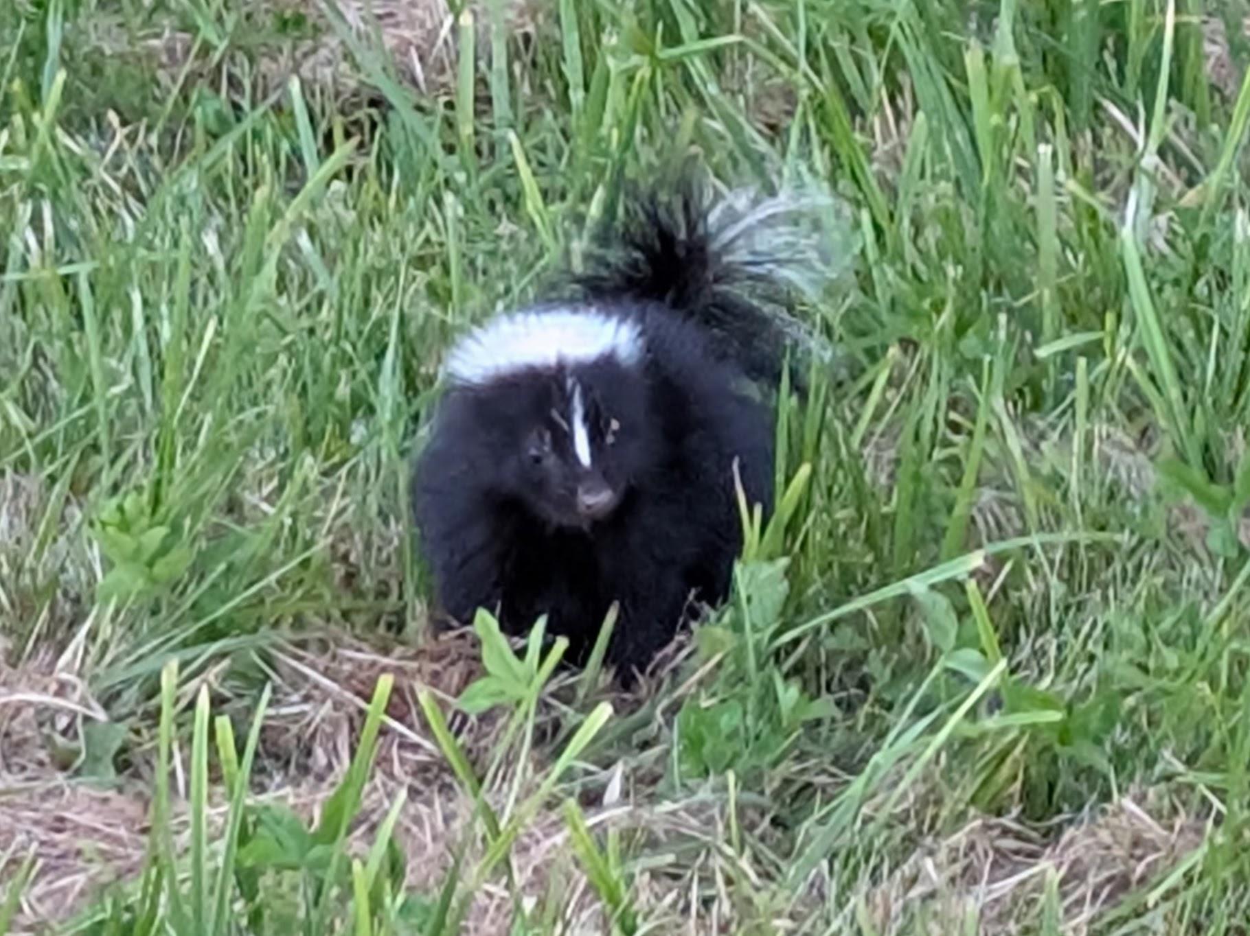 a tiny black and white skunk with an absurdly fluffy tail and white head marking peers at me from scrubby grass