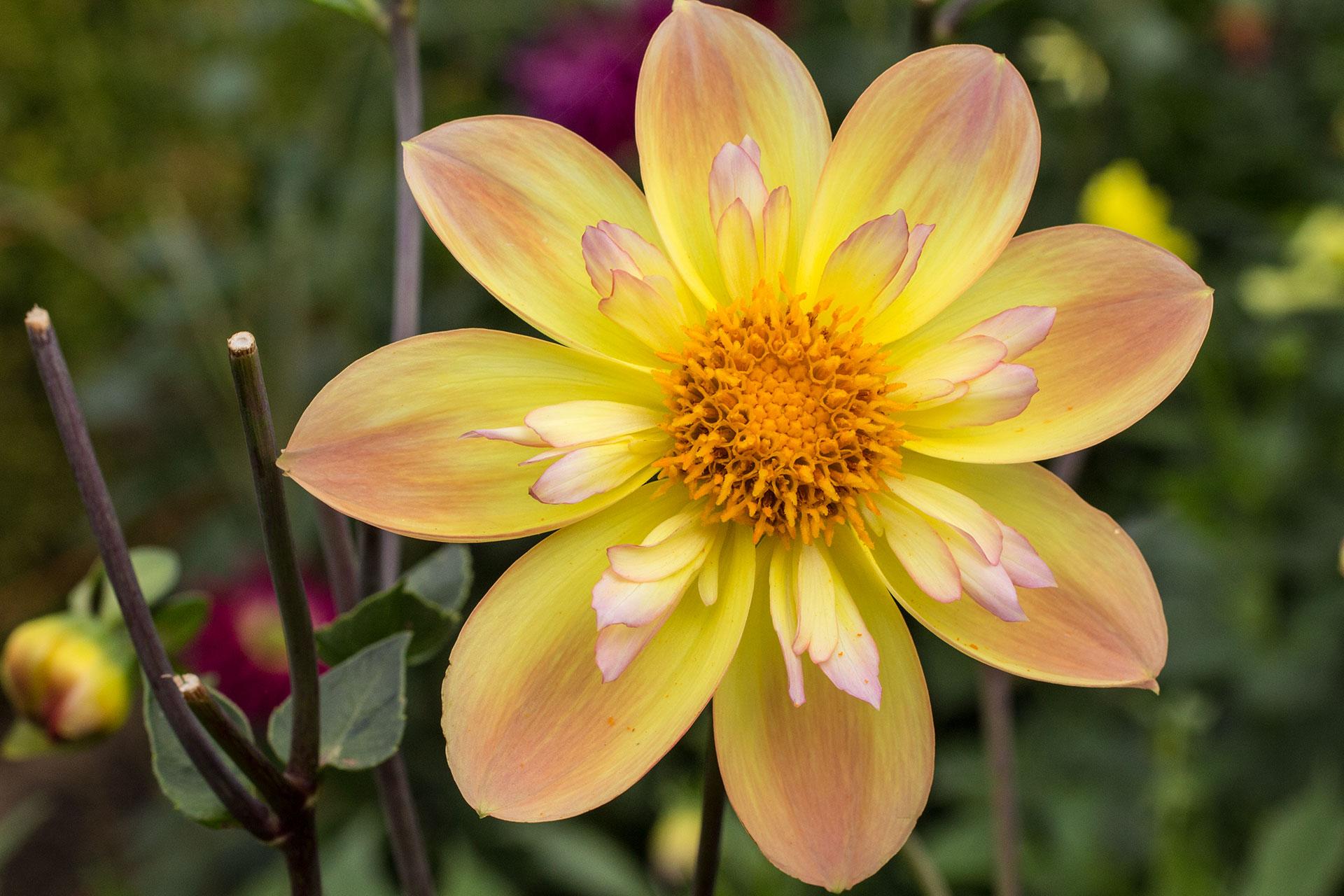 A close-up (macro) of a yellow flower with one circle of eight regular petals, and an inner circle of eight clumps of smaller, less-regular petals. The regular petals are bright yellow towards the center of the blossom with irregular patches of a peach color towards the tips.  The irregular inner petals are yellow with pink on the tips. Int the center is a roughly hexagonal honeycomb-like collection of structures and pollen. A few clipped stems are visible immediately to the left of the bloom, with an out-of-focus background of green and other flowers.
