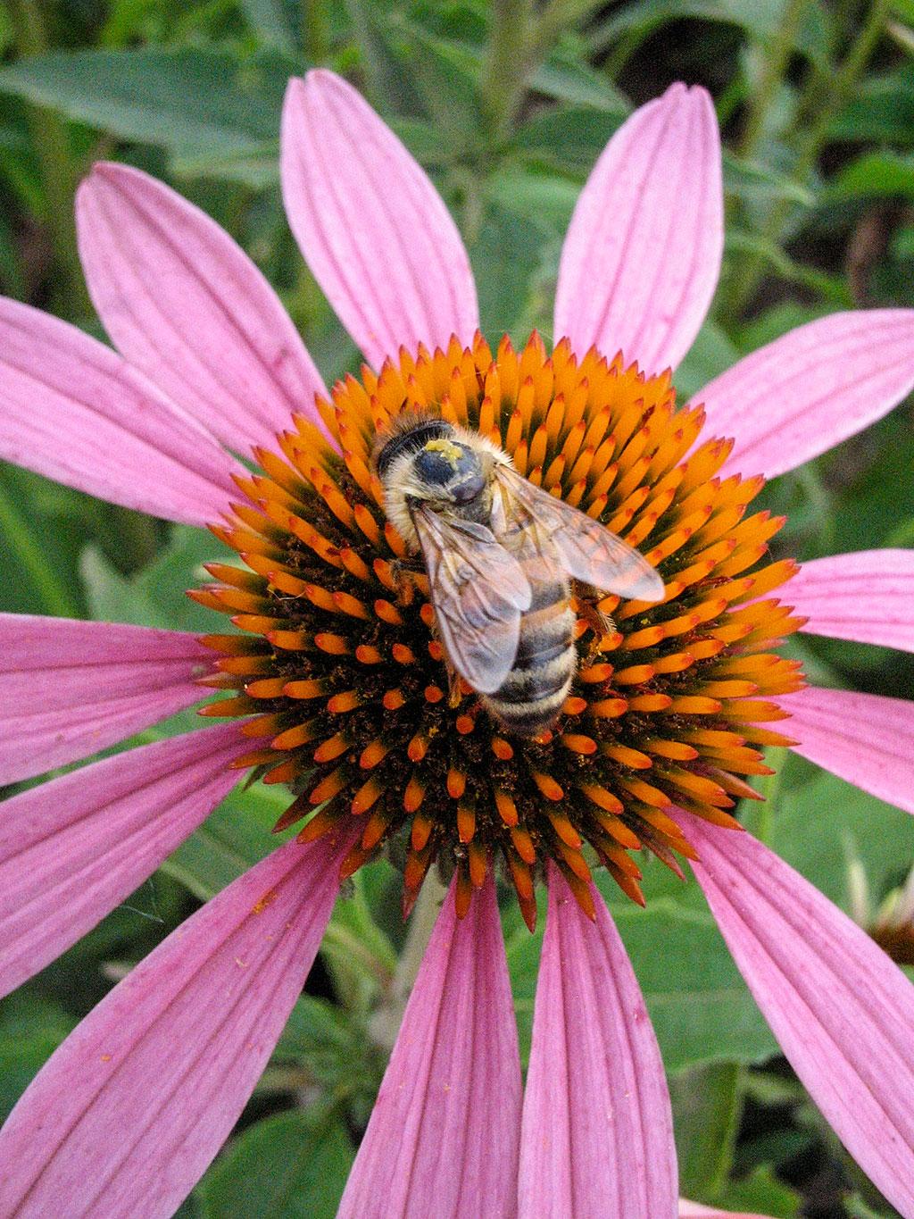 Close-up (macro) of an echinacea blossom with a bee. The center of the flower, a big dark orange ball with bright red-tipped orange spikes, dominates the frame. Pink petals that seem too small for the center radiate with large gaps between petals. A black-and-gold striped honey bee is perched on top of the center ball, its body curved, it's wings back. The fuzz of its front section is visible and there is a little glop of pollen or honey on its back.