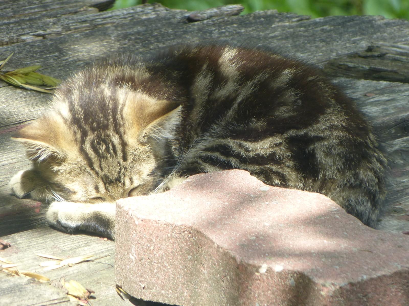 a grey-brown tabby kitten is curled up asleep behind a paving brick on a beat-up wooden deck. Its eyes are closed and half-hidden behind its front paw. It's not that much bigger than the brick it is snoozing behind.